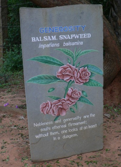 Auroville balsam (2)