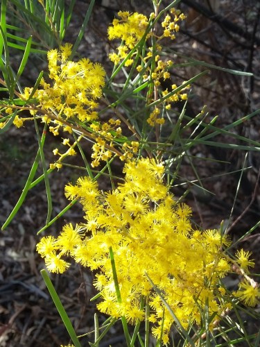 wattle