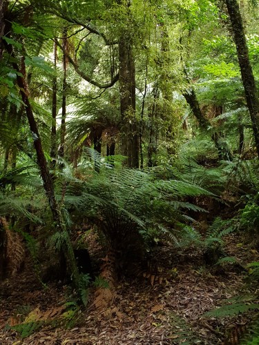 Bush walk 2