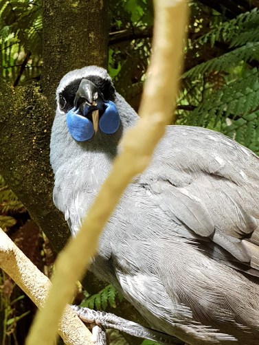 Kokako 2